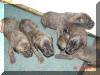 Great Dane Puppies , Great Danes for Sale , Great Dane Breeders